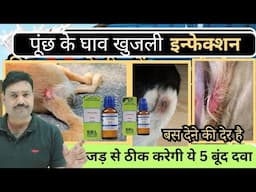 Dog Tail Itching Wound Infection Treatment 👉🏽 5 बूंद दवा का कमाल