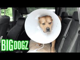 My Pitbull Saved My Life Now I Save His | BIG DOGZ