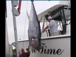 500 lb BluefinTuna caught with "Jimmy the Greek" - On Time Charters