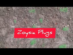 How To Establish Zoysia Lawn From Plugs