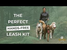 Hands Free Dog Walking Belt and Leash Kit | HUSKY APPROVED