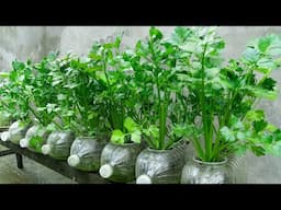 Method for growing hydroponic celery in plastic bottles, Growing vegetables at home for free