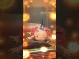 Happy Halloween!🎃💕 #axolotl #axolotls #axolotllove #aquariumpets #halloweenpets #cutepets #ntlabs