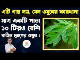 এই গাছের পাতা ১০ টিরও বেশি কঠিন রোগের ওষুধ। Papaya Leaf Juice for Dengue, Immunity & PCOD Treatment.