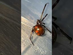 My *NEW* Pet BLACK WIDOWS