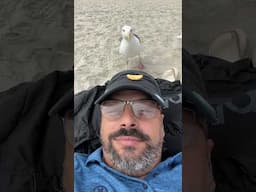 Seagull will do Anything for a Snack!