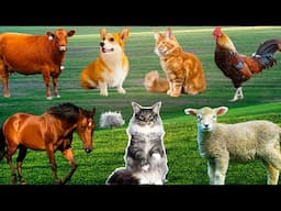 Farm animals, animal sounds: cow, chicken, pig, elephant, duck, cat sounds