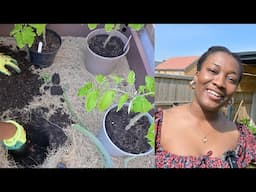 Sunny Garden Day: Transplanting my Tomato Plants out in their Ultimate Home + Garden Updates - RAW