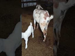 #shorts new born kid #farming #goats #grwm #farm #farmer #farmlife #africa