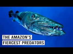 2+ Hours Of Encountering The Amazon’s Deadliest Fish: Vampire Fish, Barracudas & More!