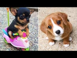 Funniest Animals 2024 😂 Best Funny Cats and Dogs 😻🐶 Part 42 | Cute Baby Dogs