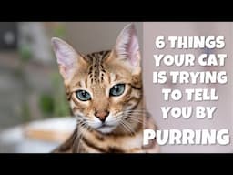 6 things your cat is trying to tell you by purring