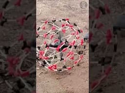 Drone Inside a Hamster Wheel