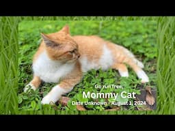 Rainbow Bridge tribute to Mommy Cat