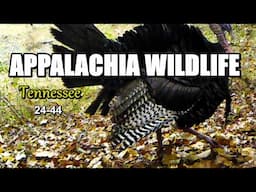 Appalachia Wildlife Video 24-44 of AS THE RIDGE TURNS in the Foothills of the Great Smoky Mountains