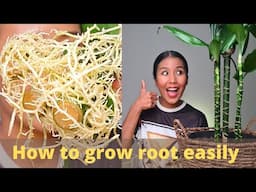 Dracaena how to create new shoots and grow root easily | Dracaena propagation follow up