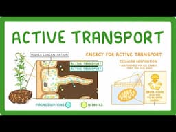 GCSE Biology - Active Transport #9