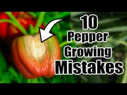 10 Pepper Growing Mistakes