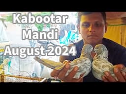 Sunday Kabootar Market | Bhure Bajre, Allahabadi Kabutar | 25 August 2024