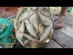 Catching Alive Hilsa Fish - TAZA Elish Trapping at River - Fishing with Beautiful Nature