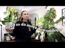 how I downsize my plant collection 🪴🚮 Declutter With Me