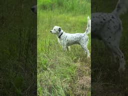 Rambo  - Practice for this Bird season and field trials  08 30 24