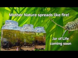 Life Spreads Like Fire - Jar of Life coming soon