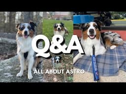 Q&A: Everything You Need To About Australian Shepherds & Service Dogs