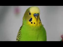 Green Budgie Singing: The Cutest Serenade Ever