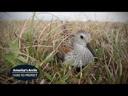 America's Arctic: Dunlin