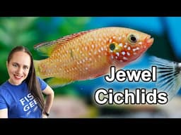 Jewel Cichlid Aquarium - Care & Breeding - Everything you need to know