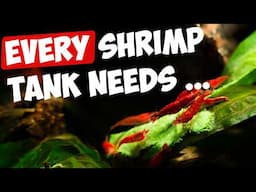 6 Must-Haves for Red Cherry Shrimp Tanks! 🦐