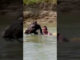 Horse Swims, Native Rider🐎🏊#short #shorts #shortvideo #shortsfeed #viralvideo #viralshorts #travel