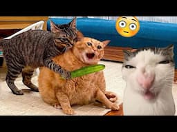 Funniest Cats 😹 - Silliest Creature on Earth 😂 - Funny Cats Videos Of The Month 2024 #1