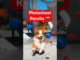 How I Got That Perfect CORGI Ball Shot 📸🎾