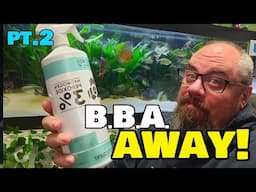 DESTROY Black Beard Algae with H2O2!