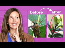 Fiddle Leaf Fig Pruning: Easy Tips You Must Know