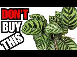 Five Plants beginners Should Avoid