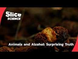 Do Animals Get Drunk? The Surprising Science of Alcohol in Nature | SLICE SCIENCE | FULL DOC