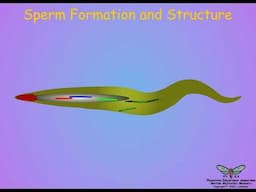 Insect Testes and Sperm