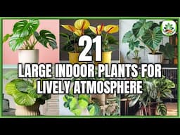 21 Large Indoor Plants for transforming Atmosphere | Indoor Large Houseplants | Plant and Planting