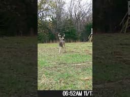 The Godzilla Buck arrives at Missouri Ozarks Mountain property