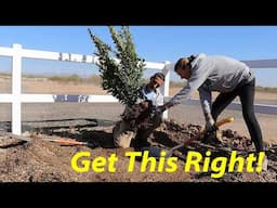 How We Relocate Small Trees | Chicken Processing Workshop in AZ