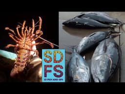 Bluefin Tuna Sportfishing Continues Lobster Season Deep Water Rock Fish San Diego Fishing Report