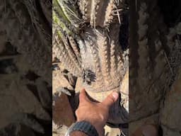 Eulychnia is an arborescent cactus from northern Chile 🇨🇱 It grows incredibly slow due to drought