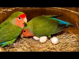 Lovebirds setup Visit and Progress check || अपना लवबर्ड का सेटअप विज़िट करवाया || Hindi/Urdu