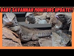 BABY SAVANNAH MONITOR UPDATES! NO LONGER BABIES?