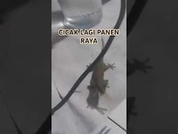 Cicak lagi panen raya