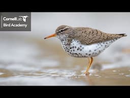 Keys to ID: Spotted Sandpiper