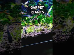 The WORST TIME for Growing CARPETING PLANTS #fishaquarium #tropicaltank #fishtank #tropicalfish